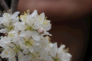 洁白绽放的美丽花朵