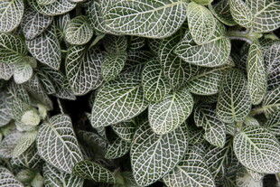 网纹草叶片特写