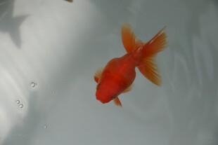 水中游动的艳丽红金鱼