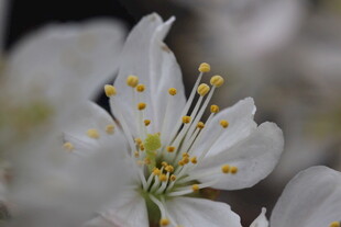 洁白绽放的美丽花卉