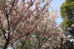 春日盛开的烂漫粉色花朵