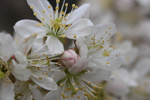 春日绽放的洁白花朵