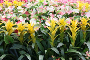 多彩花卉绽放生机