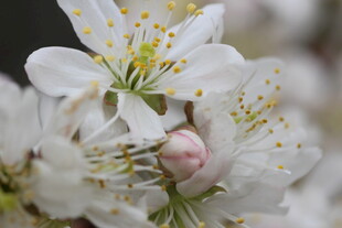 绽放的白色花朵