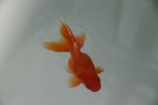 水中游弋的艳丽小金鱼