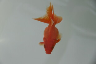 红色金鱼特写