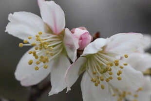 娇艳绽放的美丽樱花