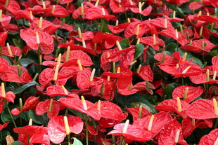 艳丽红掌花卉特写