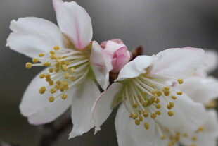 娇艳绽放的美丽白色花朵