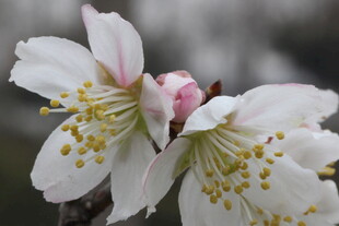 绽放的美丽白色花朵