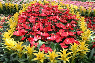 多彩花卉组成的美丽图案