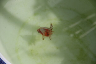 水中的红色小金鱼