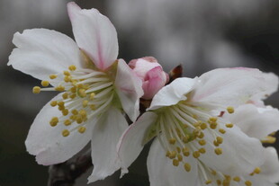 娇艳绽放的白色花卉