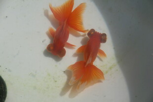 两条橙红色金鱼在水中