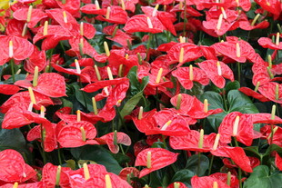 鲜艳红掌花卉绽放