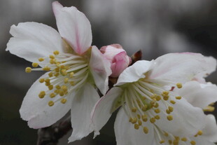 绽放的美丽白色花朵