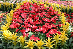 多彩花卉组成的美丽图案