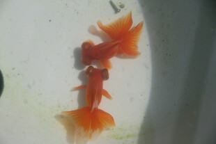 橙红色游动的美丽观赏鱼