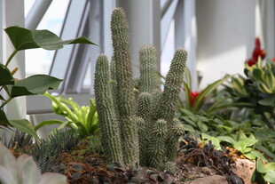 室内绿植 挺拔仙人掌