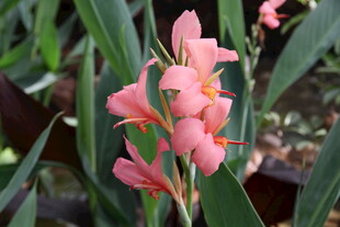 娇艳粉色美人蕉花朵绽放