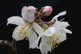 绽放的白色花朵