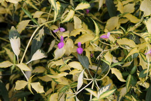 黄绿叶片中的娇艳小花