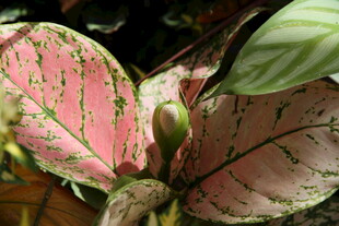 粉色斑纹观叶植物特写