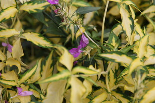 黄绿叶片间的紫色小花