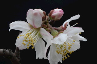 绽放的美丽白色花朵