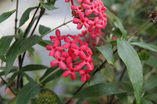 艳丽红花朵与绿叶相伴