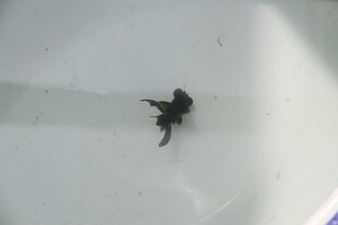 白色背景上的黑色小金鱼