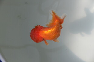 橙红色金鱼特写