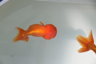 两只灵动的橙色小金鱼