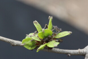 枝头嫩绿新芽初绽