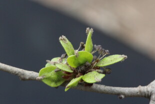 枝头嫩绿新芽初绽