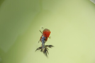 水中红尾金鱼特写