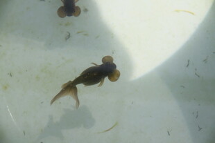 水中游动的小鱼