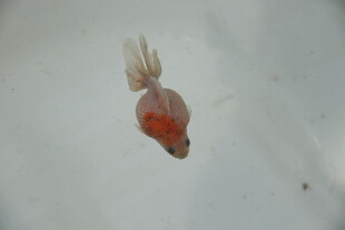 水中游动的红色小金鱼