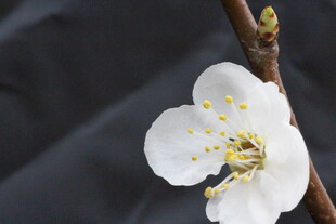 白色单朵梅花特写