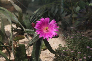 娇艳绽放的仙人掌花