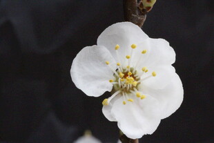 单朵白花绽于枝头