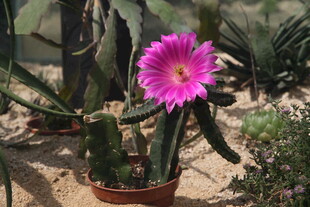 盆栽仙人掌绽放艳丽花朵