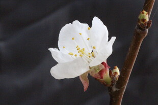 单枝绽放的洁白杏花