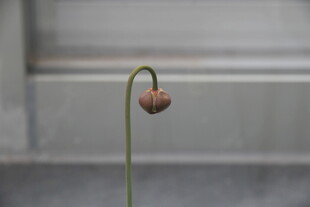 单株干枯花朵特写