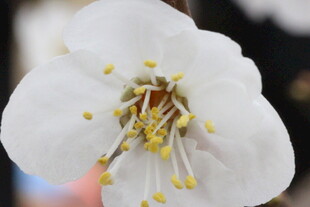 特写白色花朵的精致花蕊