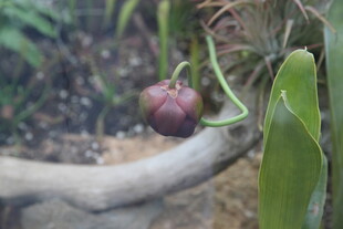 奇特藤蔓上的紫色果实