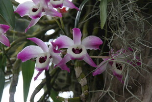 美丽紫白相间兰花绽放