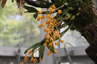 垂挂枝头的艳丽黄色兰花