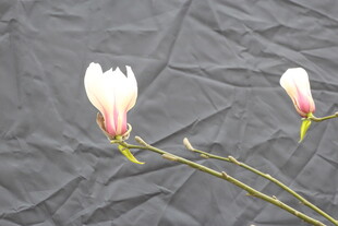 两朵绽放的白色花朵