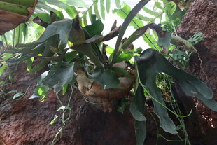 悬挂绿植盆栽展示